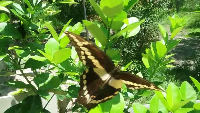 Swallowtail butterfly laying eggs