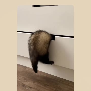 Duas fases do Furão - Sonolento e Alegre