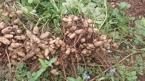 Peanuts in india