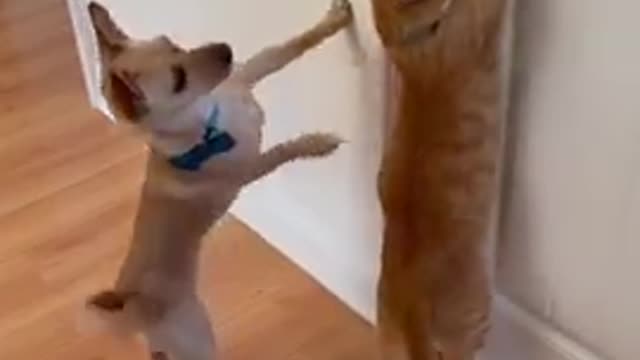 😻Funniest cats video 2022 😻😻 || part no 08 😺😺