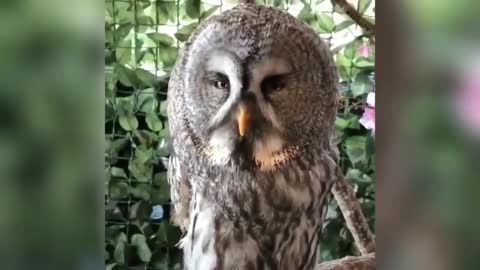 Funny Owl...
