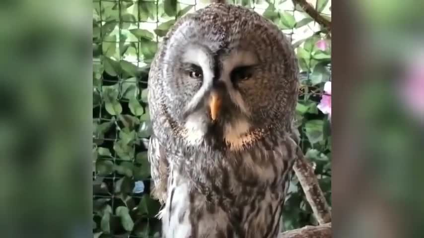 Funny Owl...