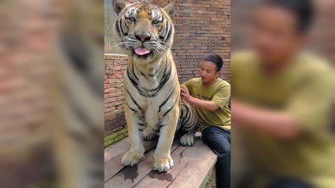 wildlife animal taigar