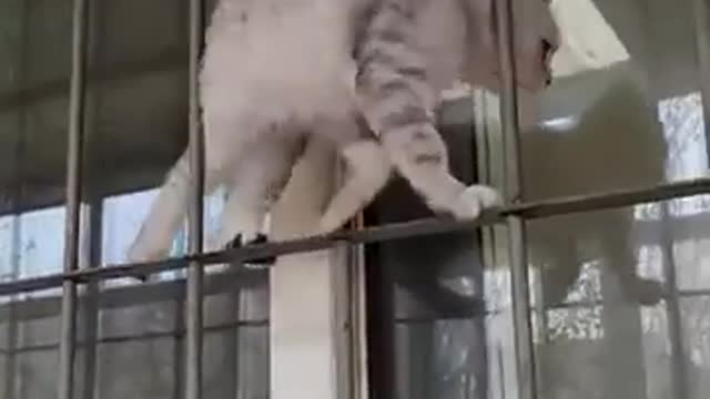 no cat can do it :)