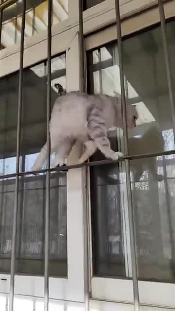 no cat can do it :)