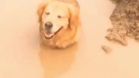 Mud Dog