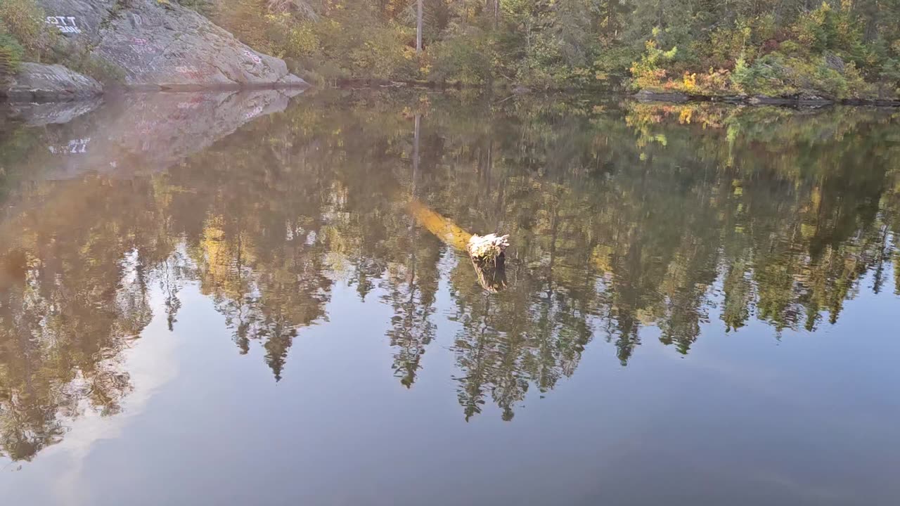 Snake head log