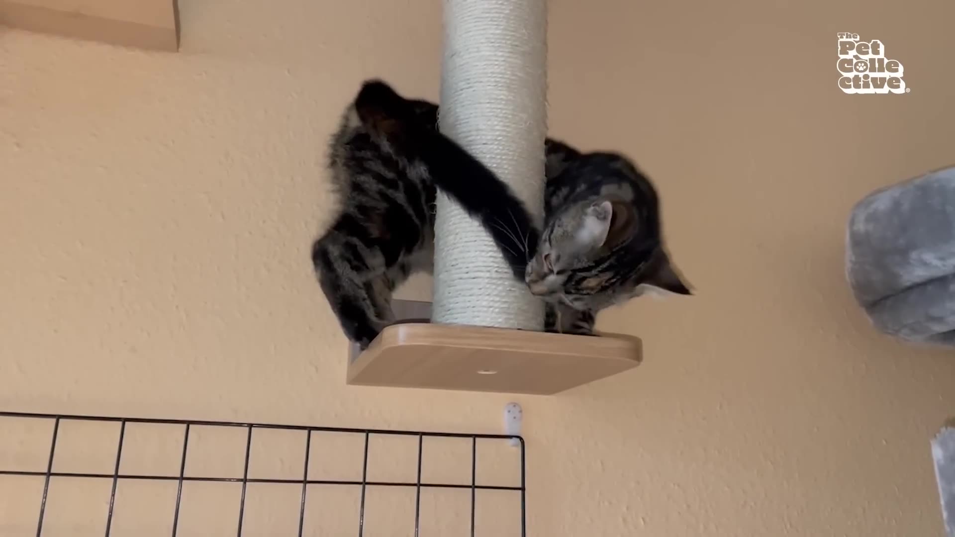 Funny Animals