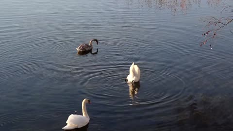 Three geese swimming in a lake