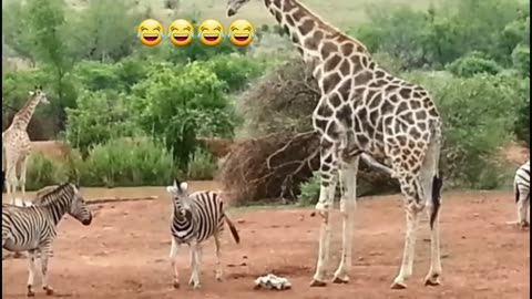 Giraffe vs Zebra