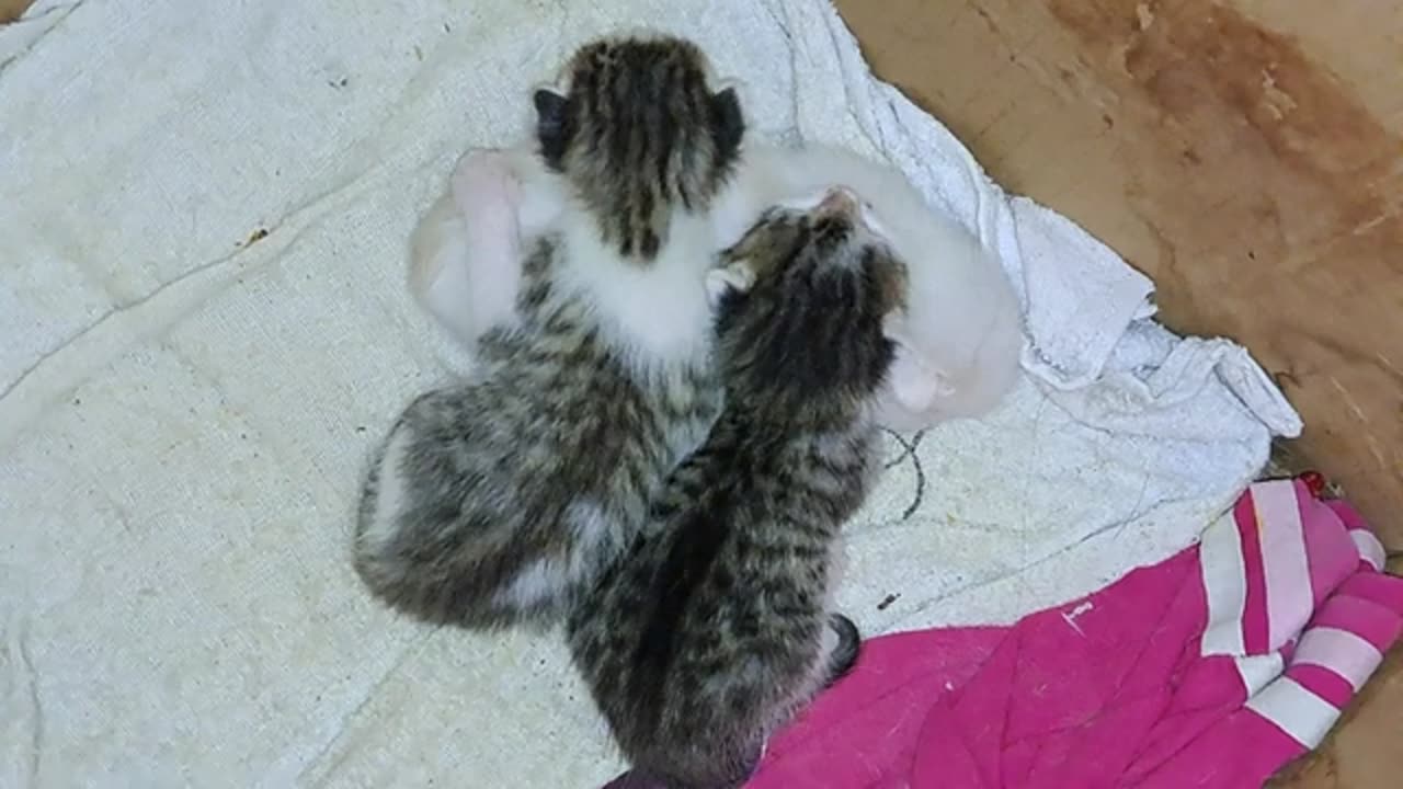 Newborn baby kittens are waiting for their mother. Cute baby kittens are sleeping