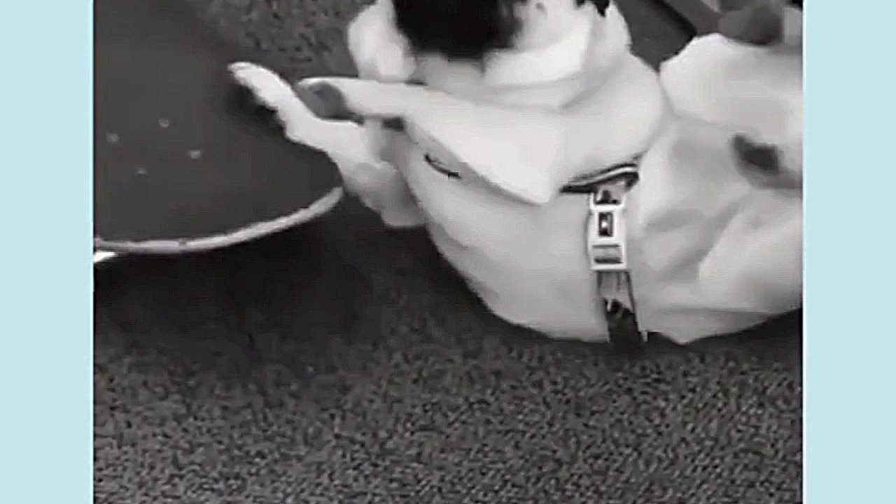 Funny reaction of dog