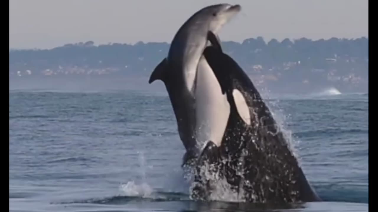 killer whales always hunting