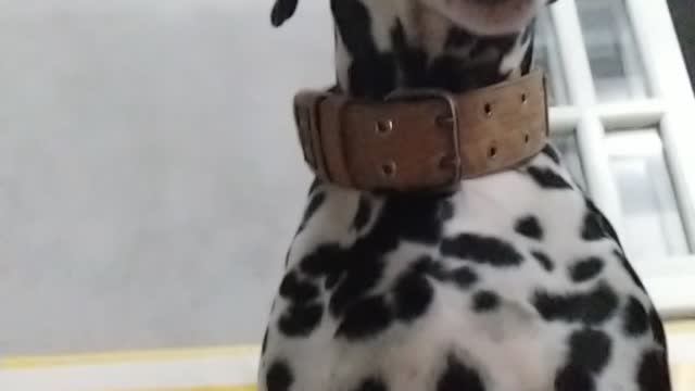 Sleepy dalmatian