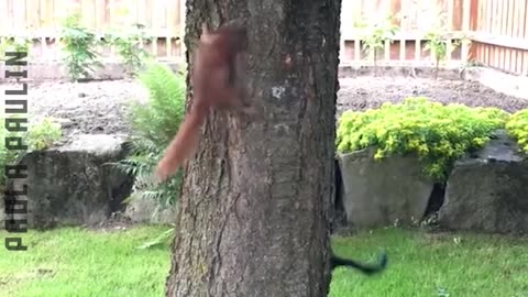 Funniest Animal Moments.