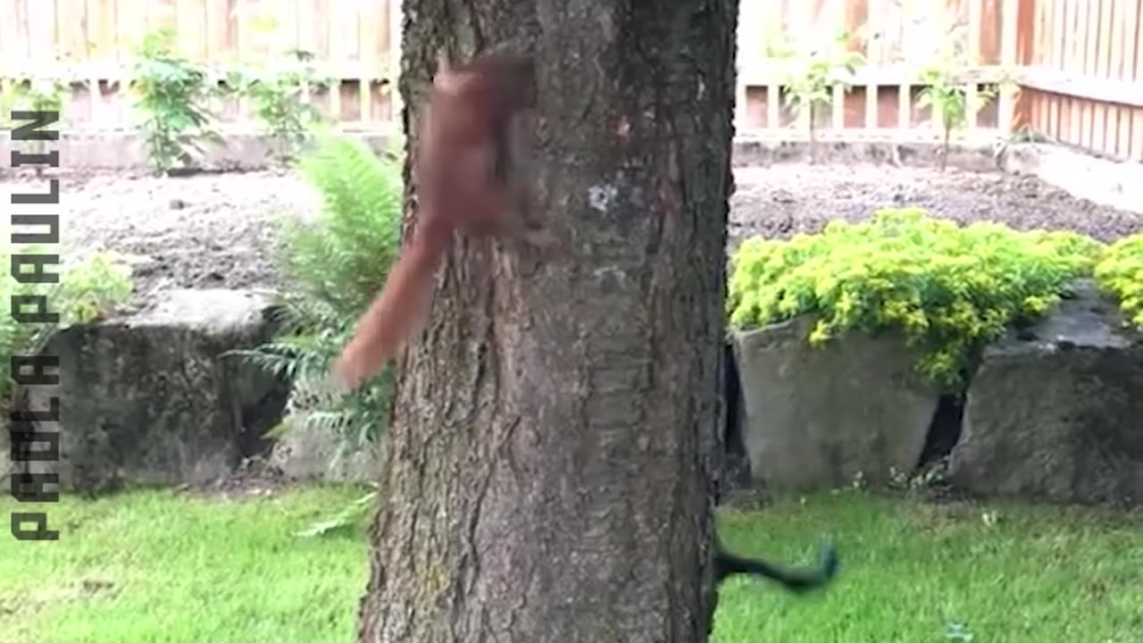 Funniest Animal Moments.