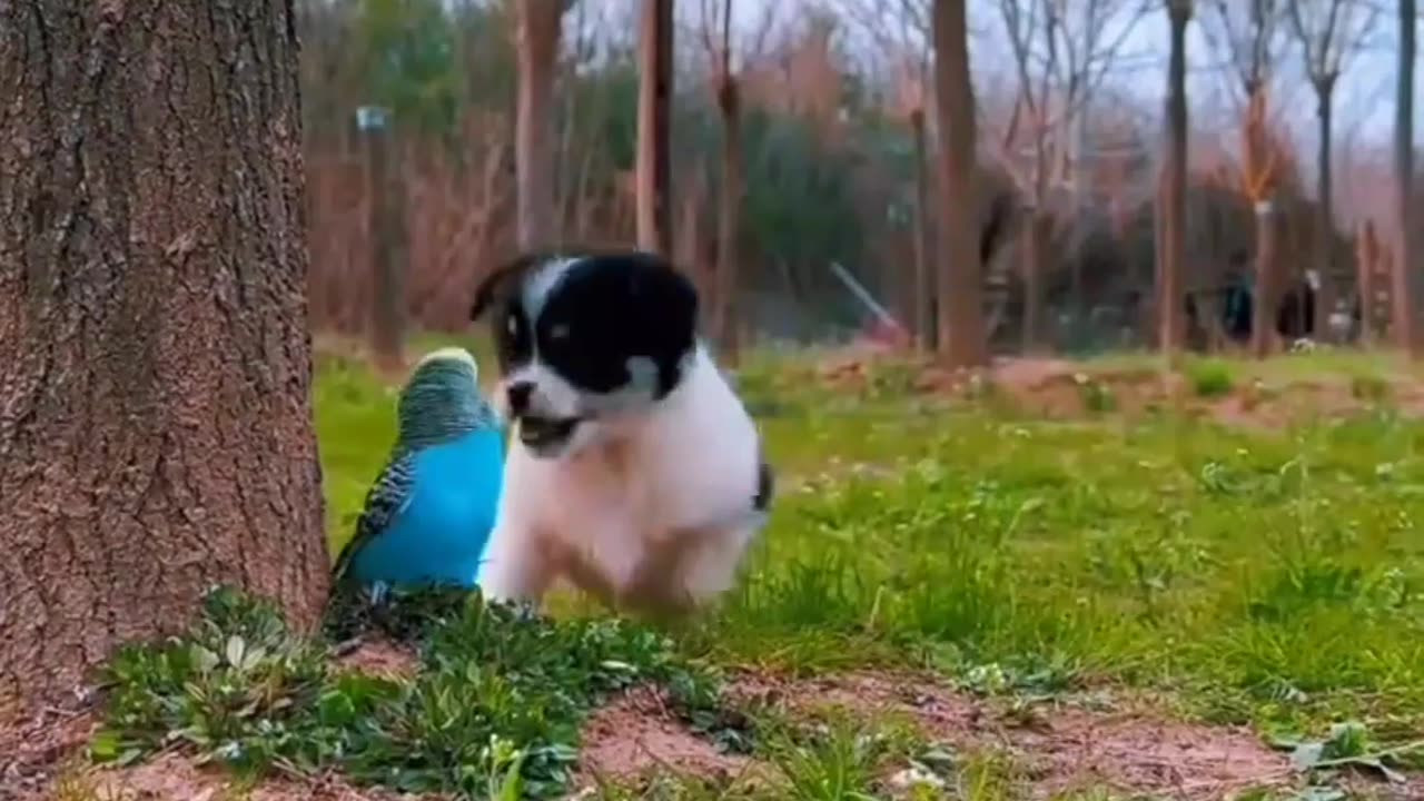 👌 Cute dog and birds playing..