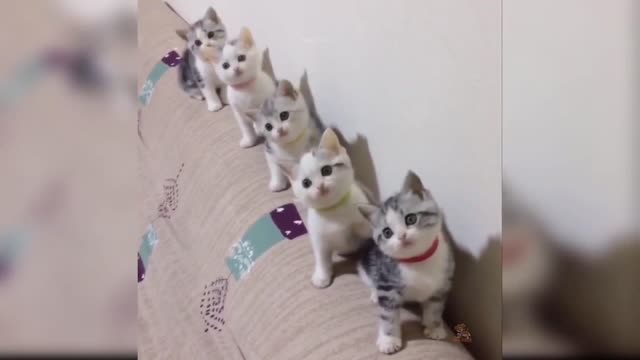 😂 LAUGH Non-Stop With These Funny Cats 😹 - Funniest Cats Expression Video 😇 - Funny Cats Life