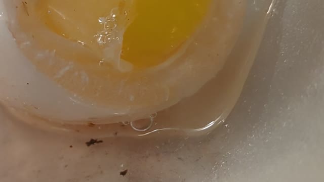 Duck egg, oooo... No....