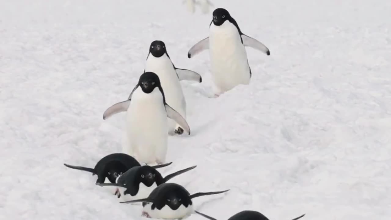 Penguins in snow ❄️🌨️🌨️