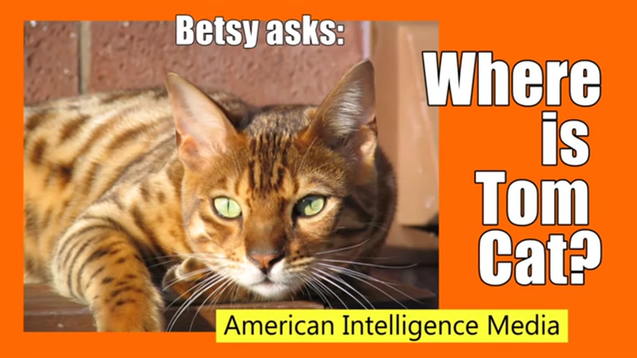 Where is Tom Cat - Betsy Asks