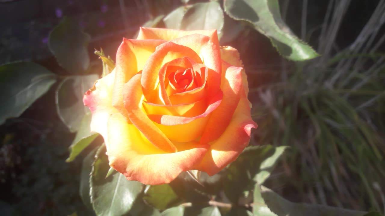 Sunny Rose