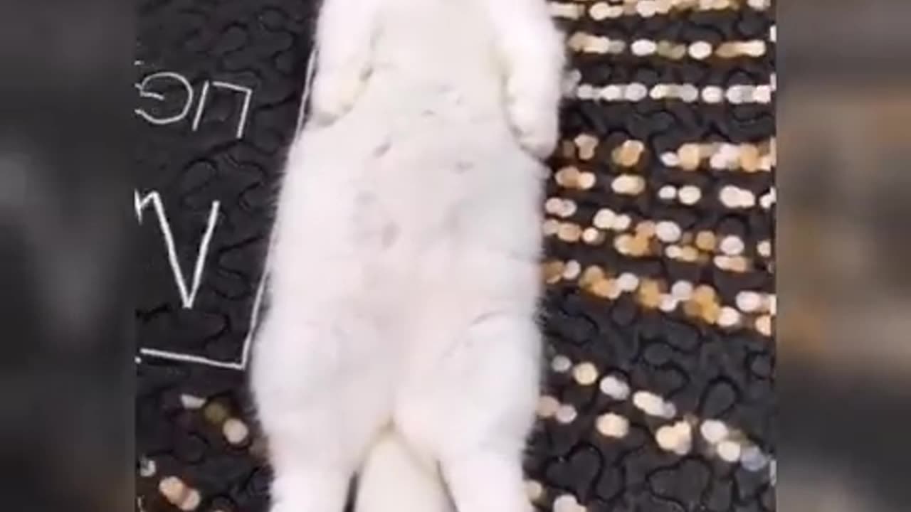 Cute & Funny Cat Videos Compilation | Cat Videos