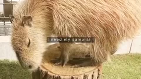 Japanese capybara