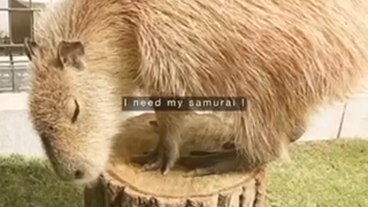 Japanese capybara