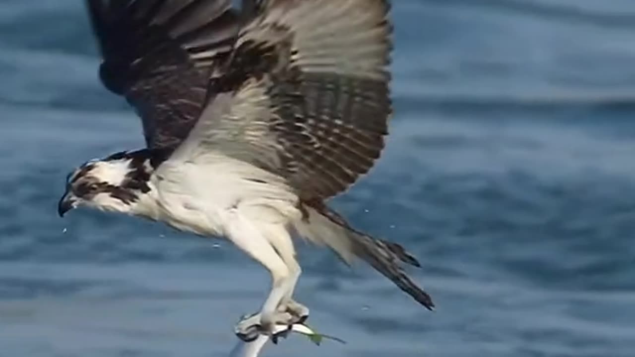 Amazing Osprey's Hunting