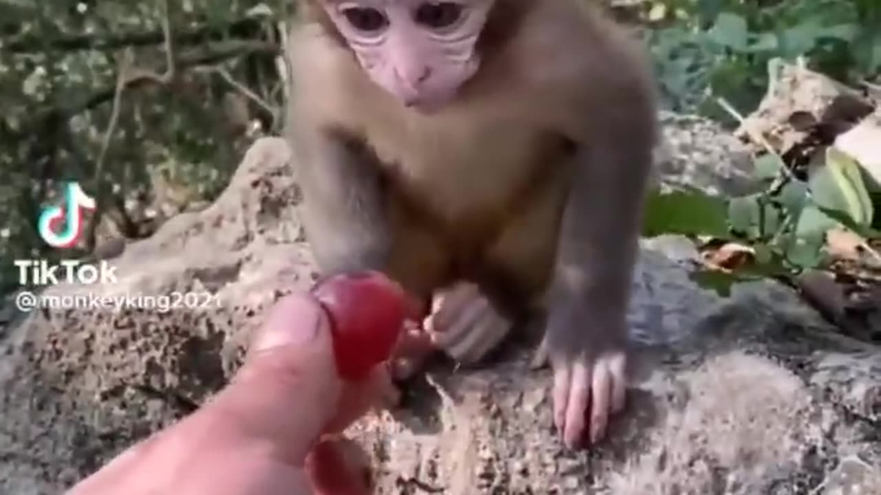 Cute baby animal funny video