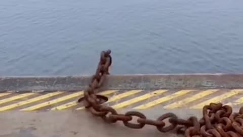 Anchor drop. It's exciting to watch