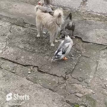 This will make you laugh - Luna the dog and the ducks - penguins, part 3