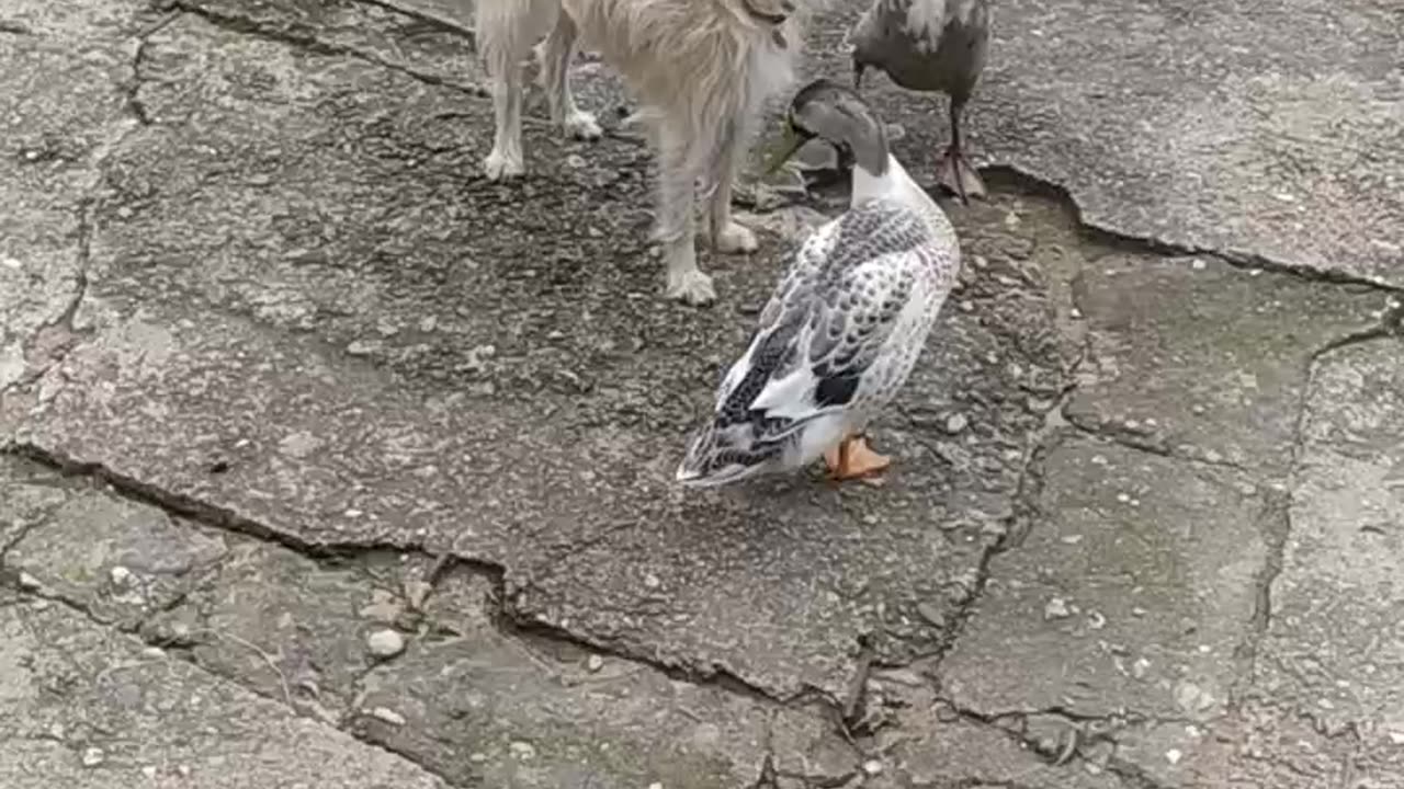 This will make you laugh - Luna the dog and the ducks - penguins, part 3