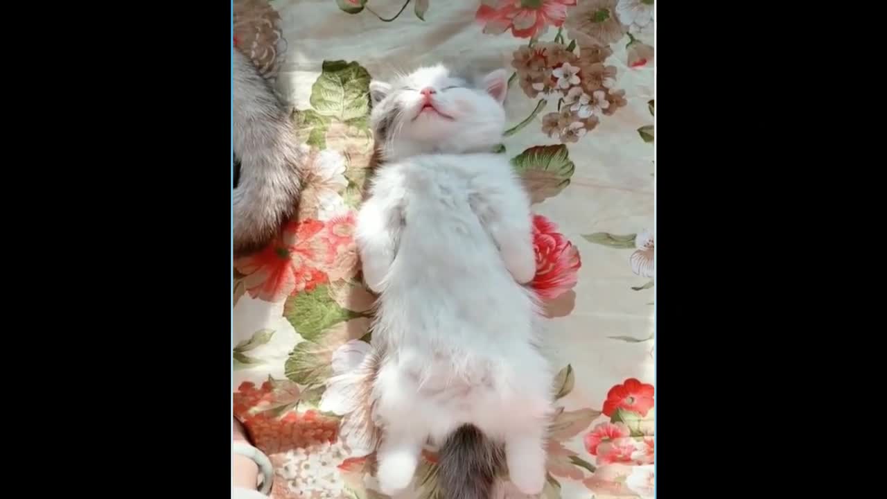funny and cute cats - short funny cat