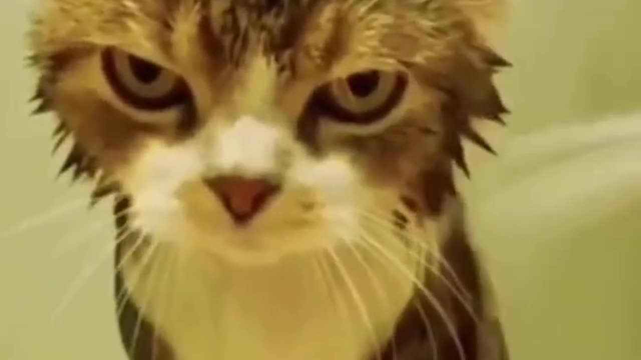 Funny cats and animals videos