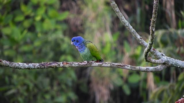 A small green parrot singing on a branch of a tree