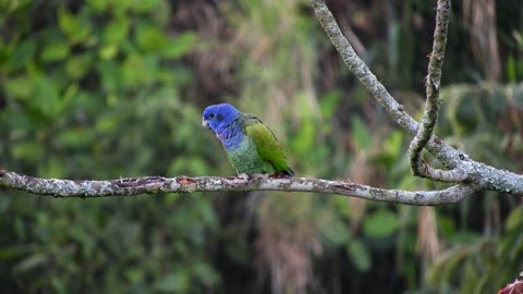 A small green parrot singing on a branch of a tree
