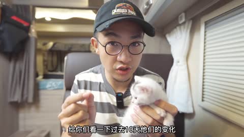 A kitten looks one day at a time, but is not suitable for adoption