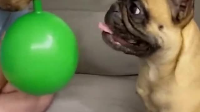 Puppy:What hell ????????
