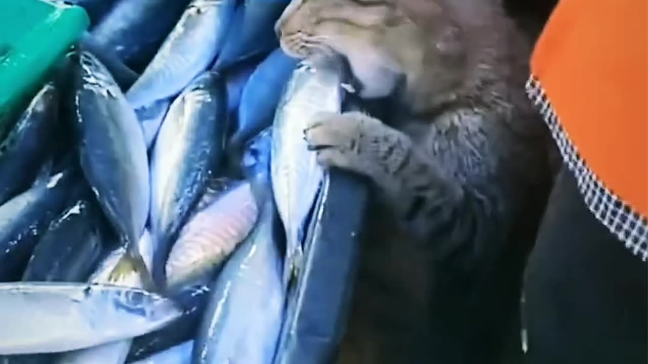#cat