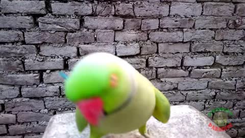 Funny Dancing Parrot Part 1