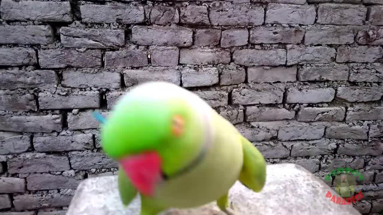 Funny Dancing Parrot Part 1
