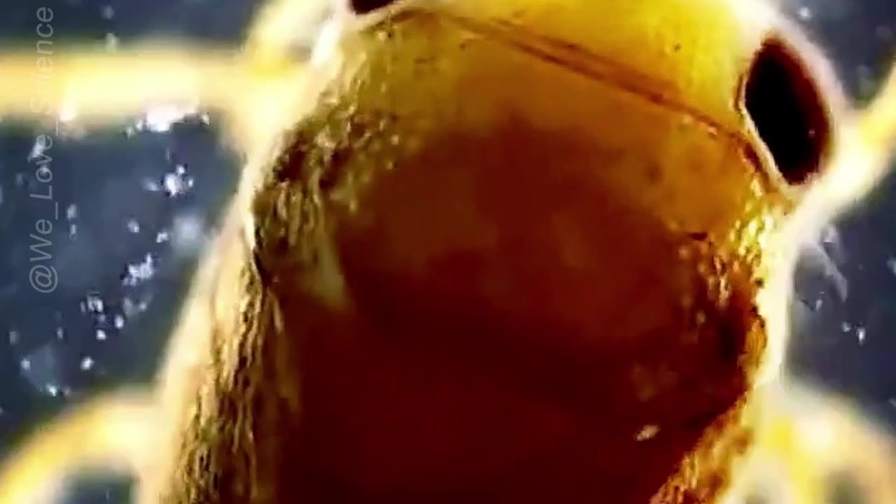 "Vinegar Eels: The Fidgety Worms of the Aquarium World"