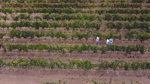 In vendemmia _ Barone Sergio