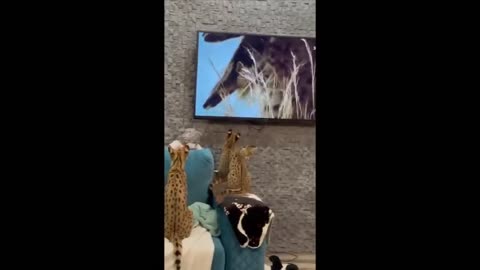 Very Funny Cat Videos