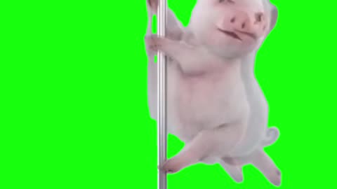 Pole Dancing Pig | Green Screen