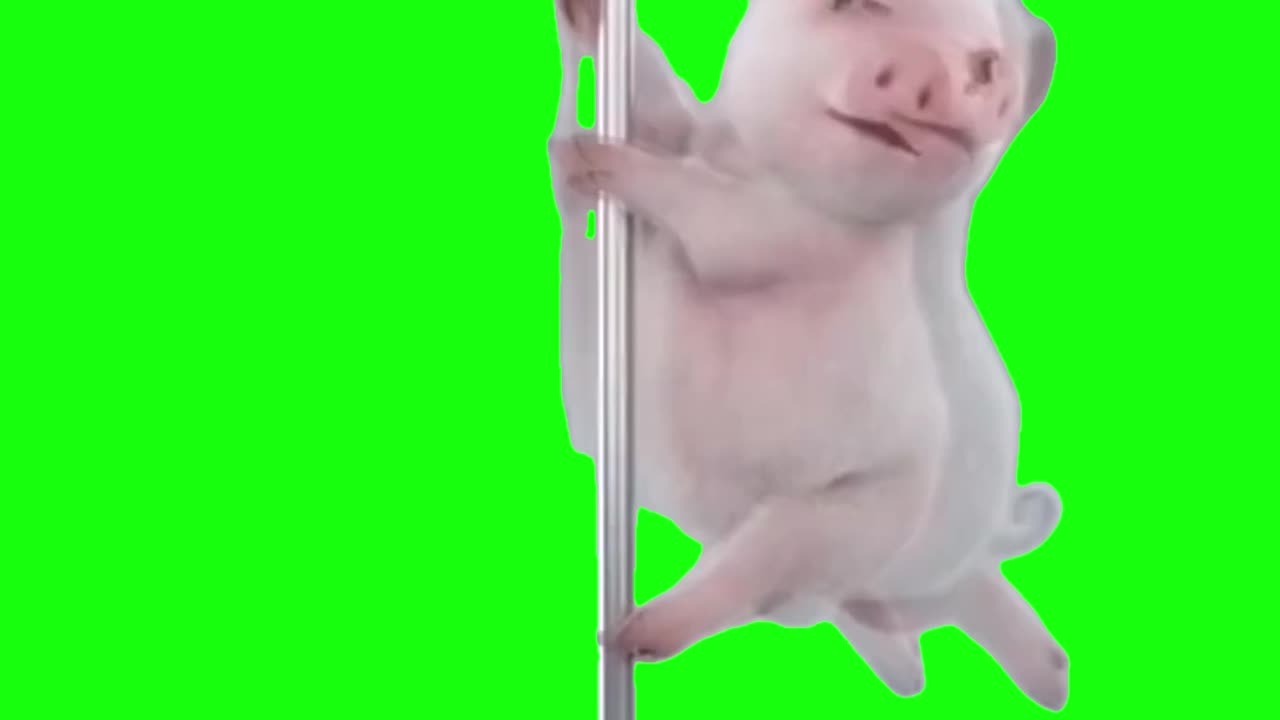 Pole Dancing Pig | Green Screen