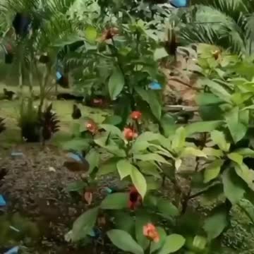 Natur is The Art Of God