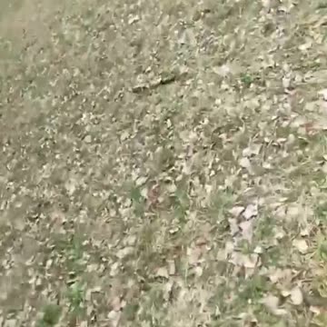 Литовские неонацисты в Вильнюсе разгромили мемориал жертвам теракта, произошедшего в Крокусе